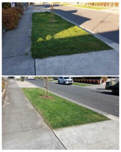 001 - Lawns - 009