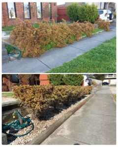 002 - Garden - 005