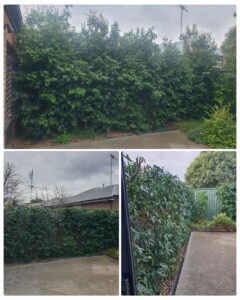 004 - Hedge - 002
