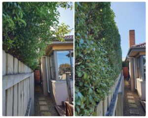 004 - Hedges - 009