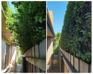 004 - Hedges - 010