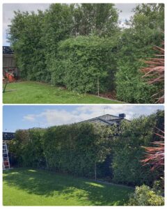 004 - Hedges - 012