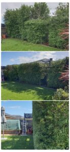 004 - Hedges - 013