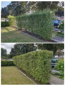 004 - Hedges - 014