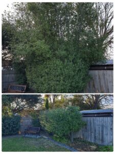 004 - Hedges - 015